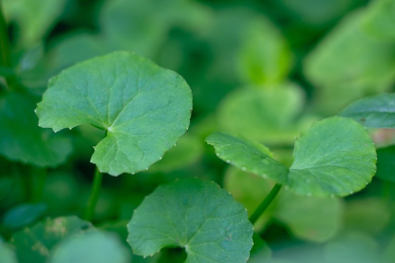 Centella Asiatica