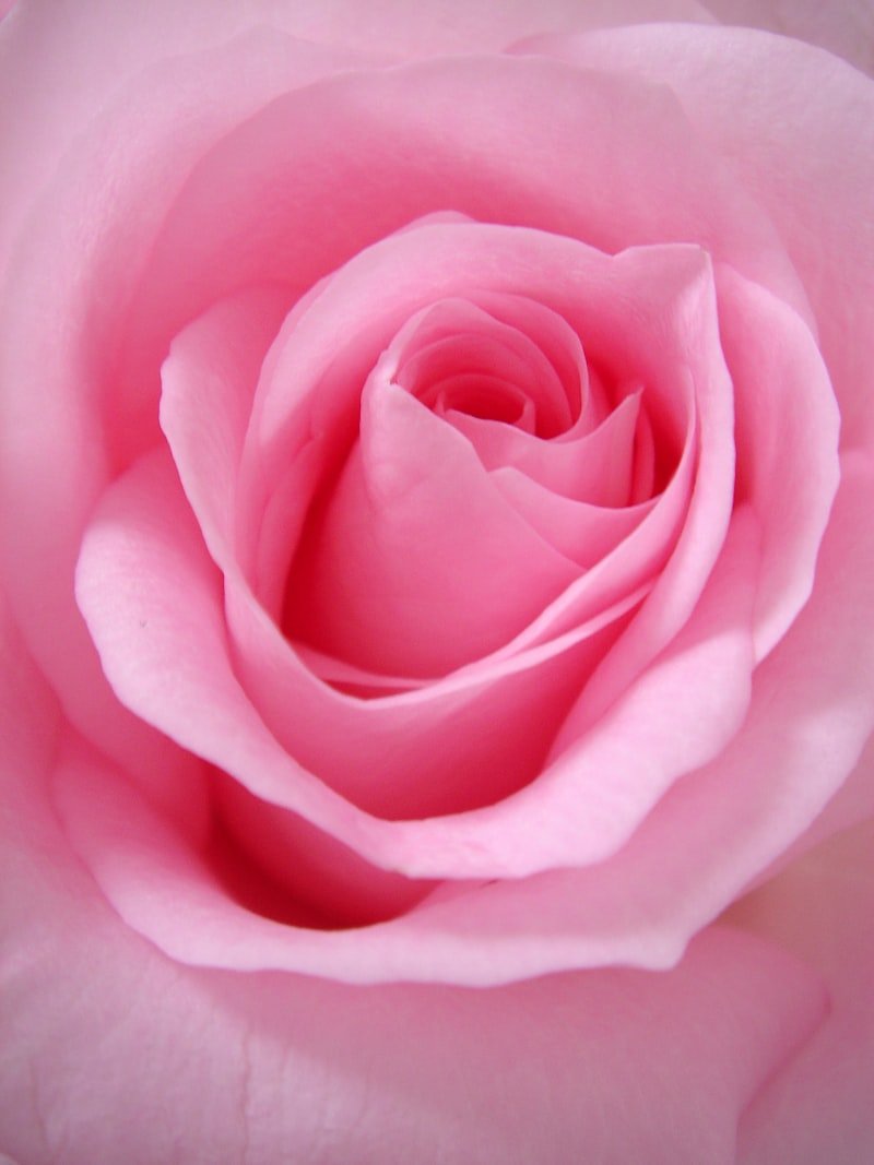 Rosa Damascena Flower Water